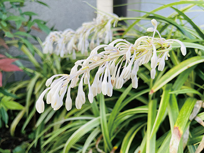 開花期のノシラン（白い花穂）