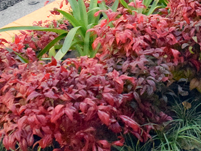 晩秋のオタフクナンテン（紅葉した葉色）